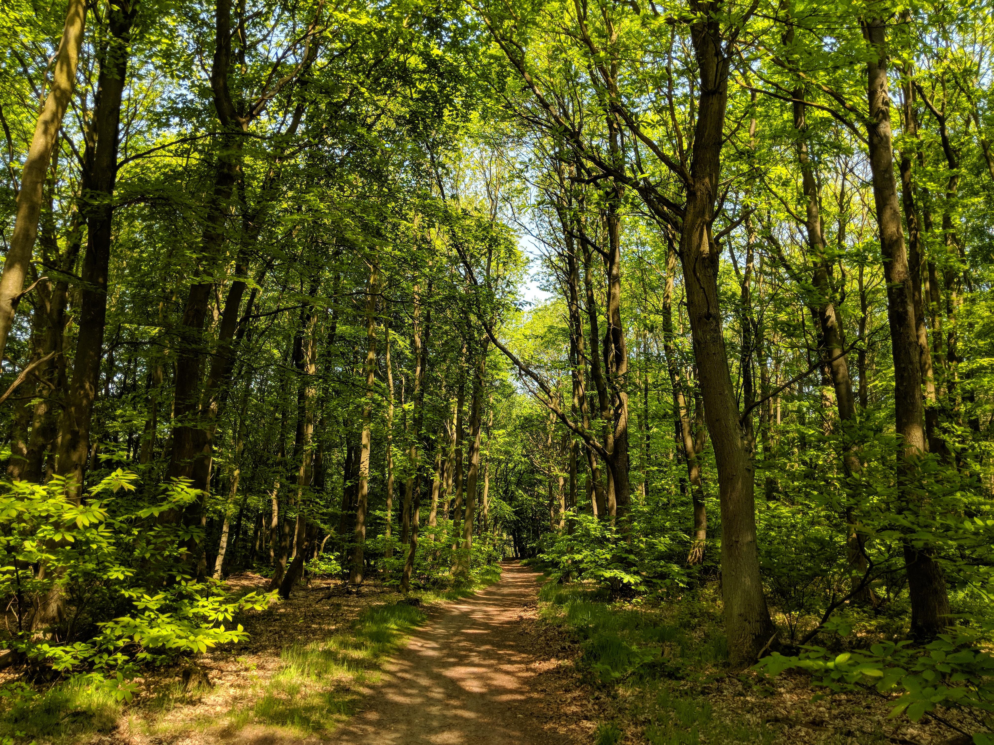 Sherwood forest [oc][4032x3024]