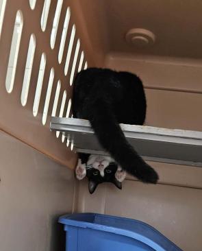 Daiquiri, the batcat of our shelter. ❤️❤️❤️