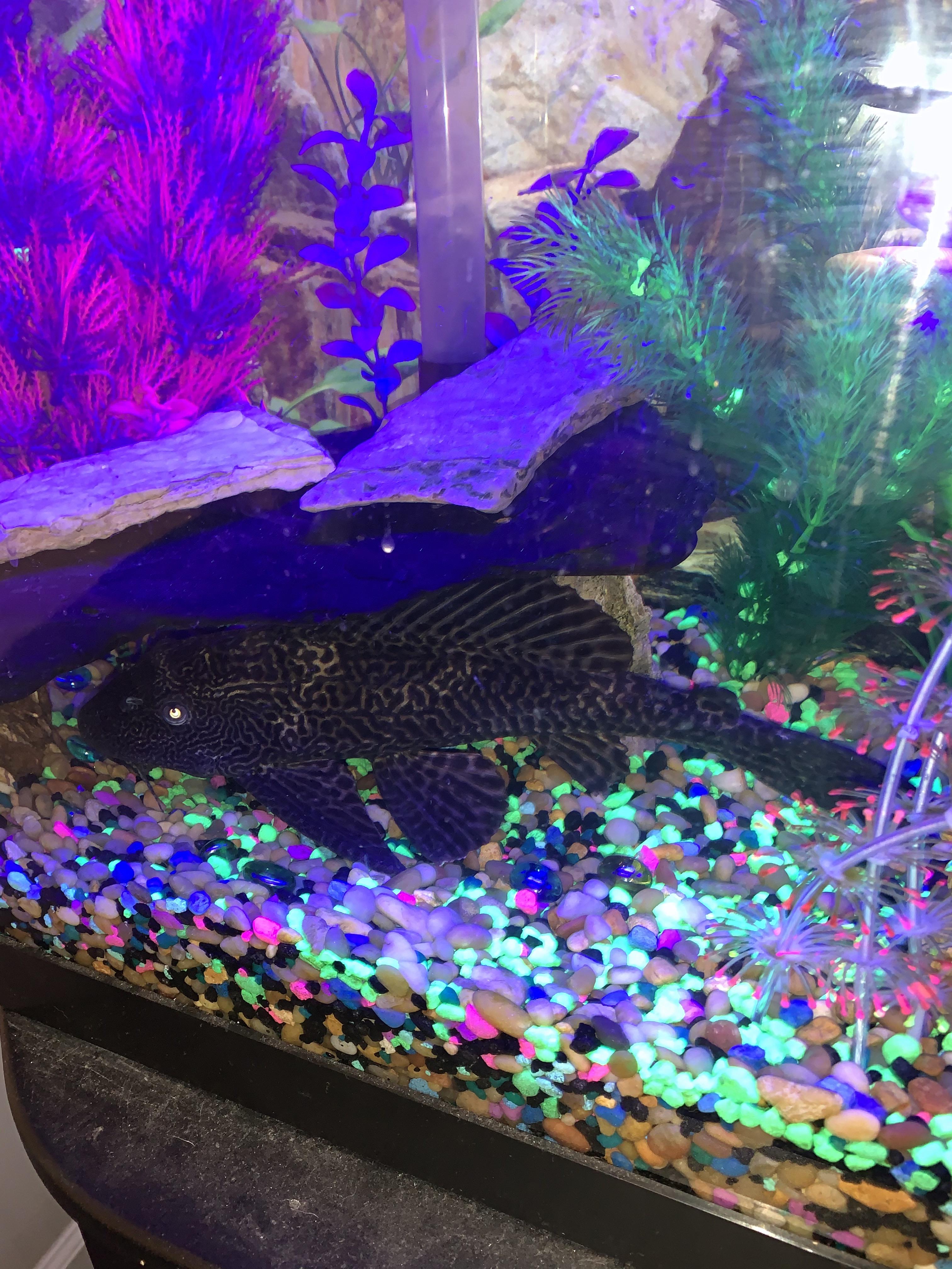 The rhino pleco attains a length of about 30 cm and so . Pleco I got from a friend. Heâs had him for 17 years and Iâve had him
