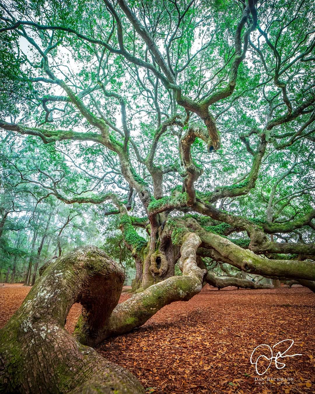 Angel Oak Sc Picture Project