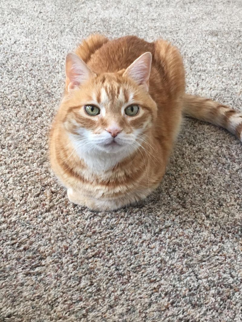 Ginger Loaf R Catloaf - Nature Design Collection - Mobile Quality