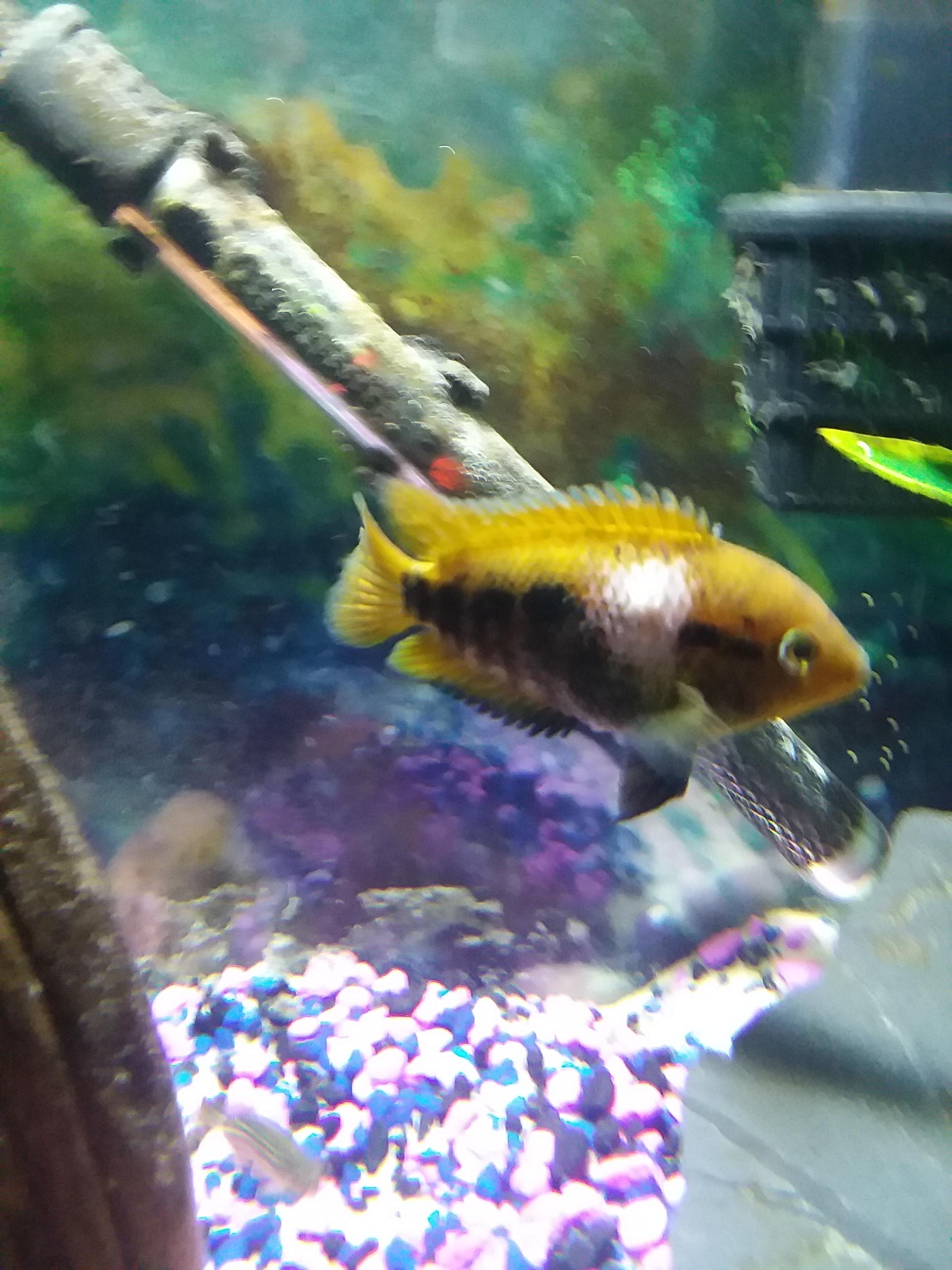 Help What Is Happening To My Cichlid Losing Scales Color Disease Or Fighting Freshwater Fish Disease And Fish Health Forum 275296 Post Mar 24 2008 1 2008-03-24T1602. Help What Is Happening To My Cichlid Losing Scales Color Disease Or Fighting Freshwater Fish Disease And Fish Health Forum 275296 A bite to a fishs body can cause fish scale damage as well.