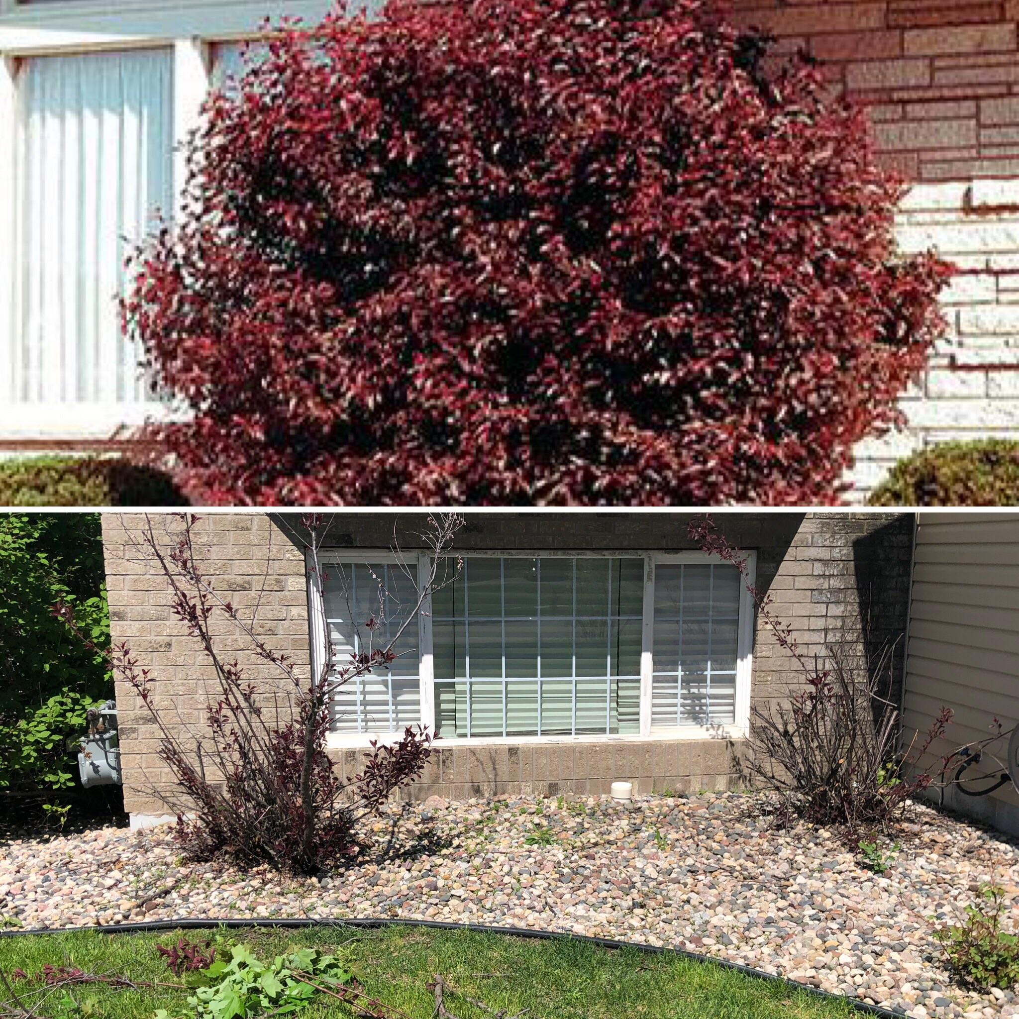 Plum Leaf Sand Cherry Bush Growing Purple Leaf Sand Cherry Plants