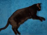 Just A Void R Voidcats