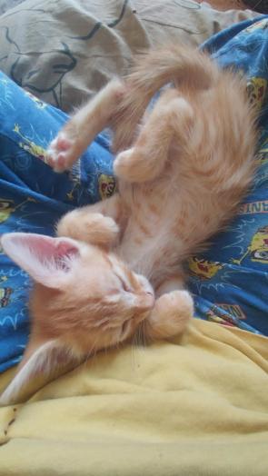 My lil Cheezit