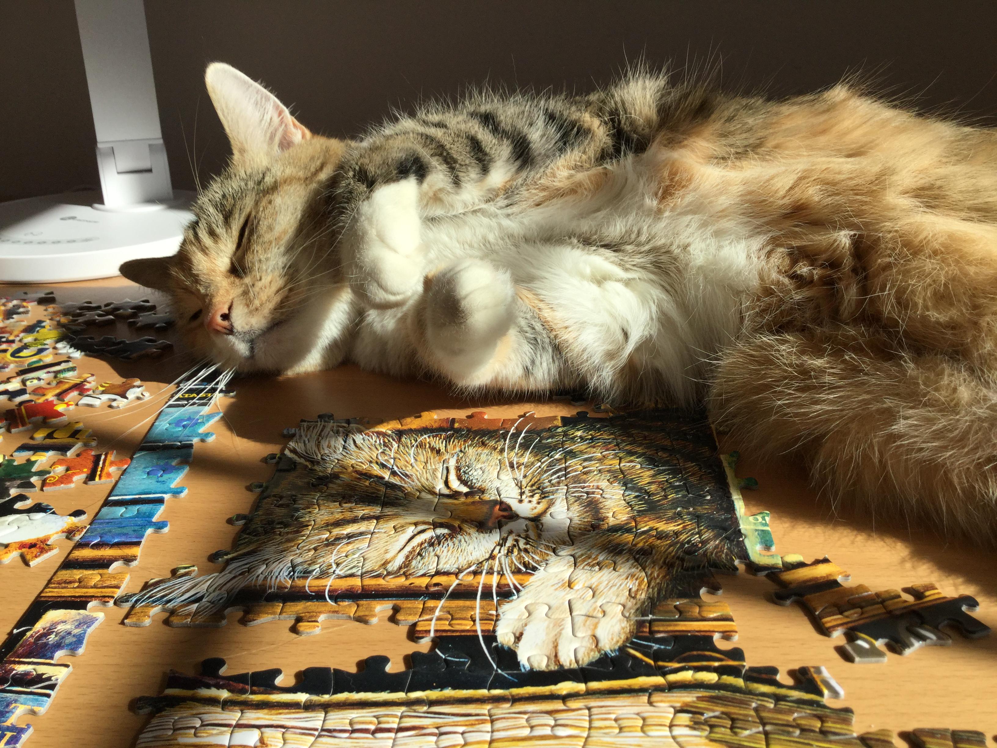 May have bought this one because it looks just like my cat! 1000pc Eurographics puzzle titled the cat nap : rJigsawpuzzles