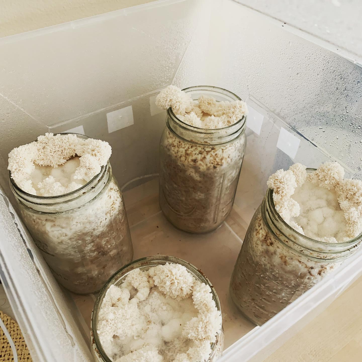 gourmet chestnut mushroom coco-coir shoebox took a whole month to pin rmushroomgrowers on mushroom substrate recipe reddit