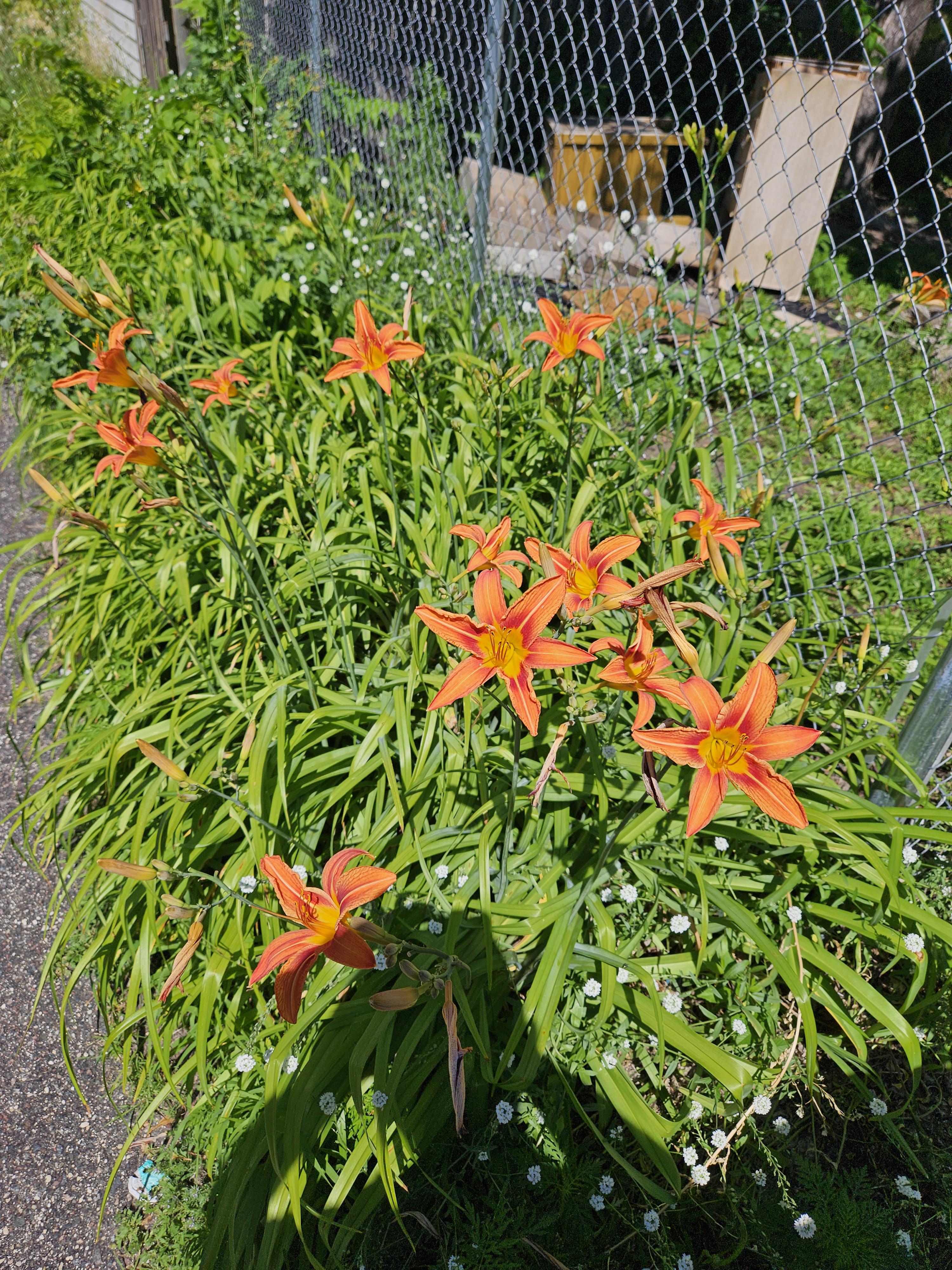 Сказали, что это тигровые лилии, но, увидев фотку тигровых лилий, я чёт  сомневаюсь. : rflowers