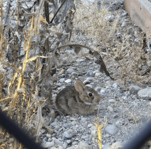 Spotted a tiny new student behind an elementary school today!