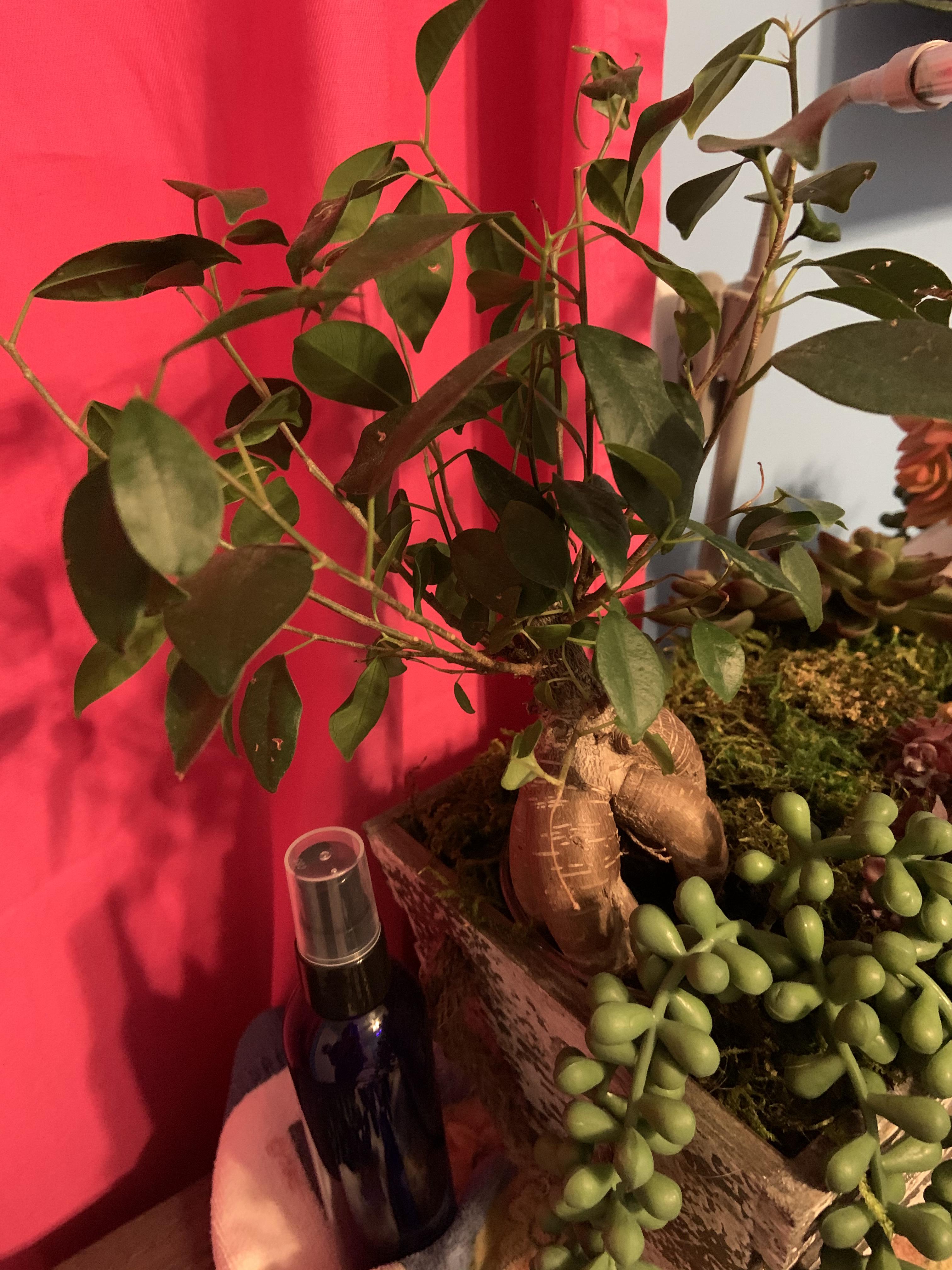 Annie Leclair On Twitter Went To Lowe S For Geology Supplies Impulse Bought This Thicc Bonsai Tree On The Clearance Shelf Name Suggestions