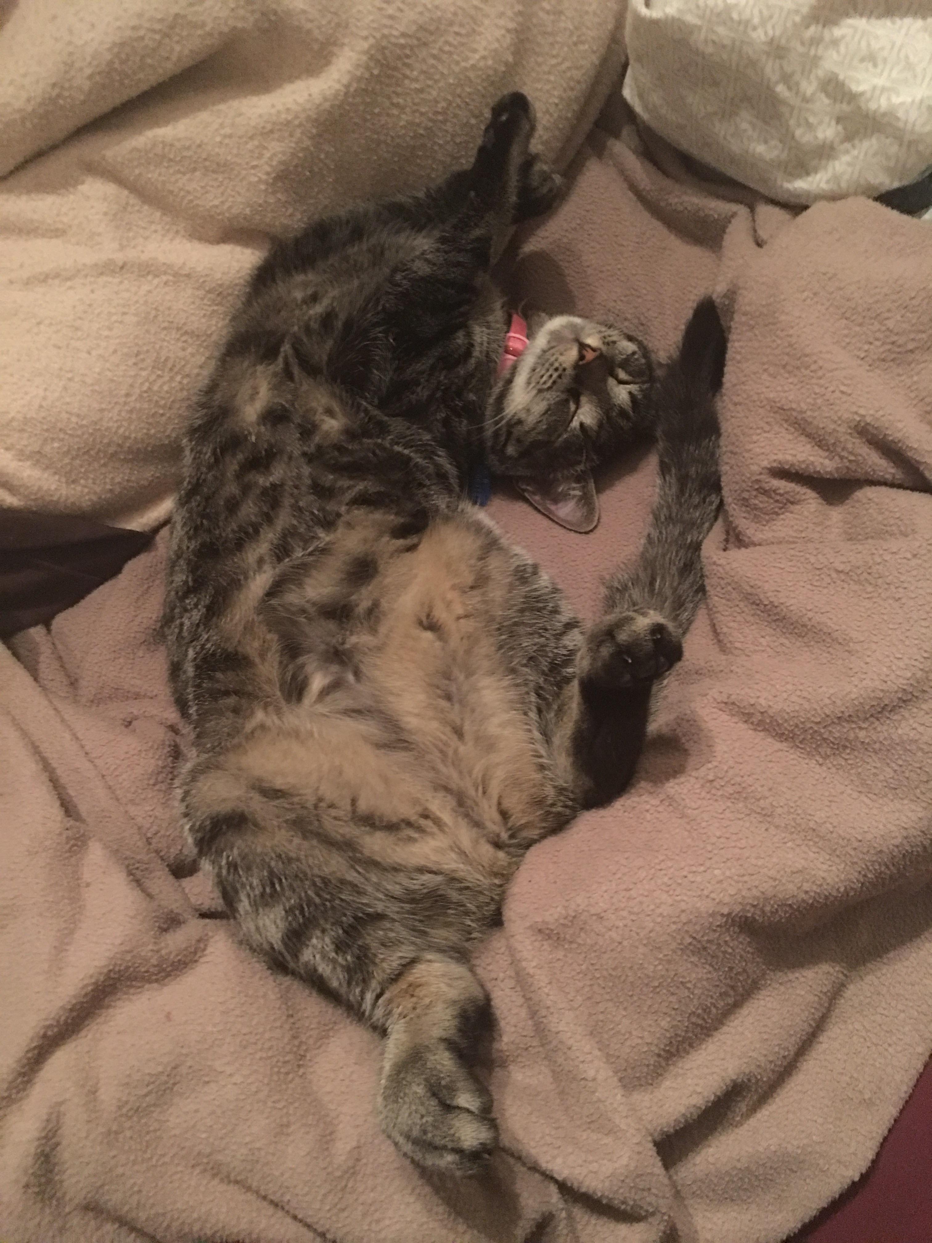 At Almost 9 Months She Almost Out Of The Kitten Stage But She S Still So Cute Kittens