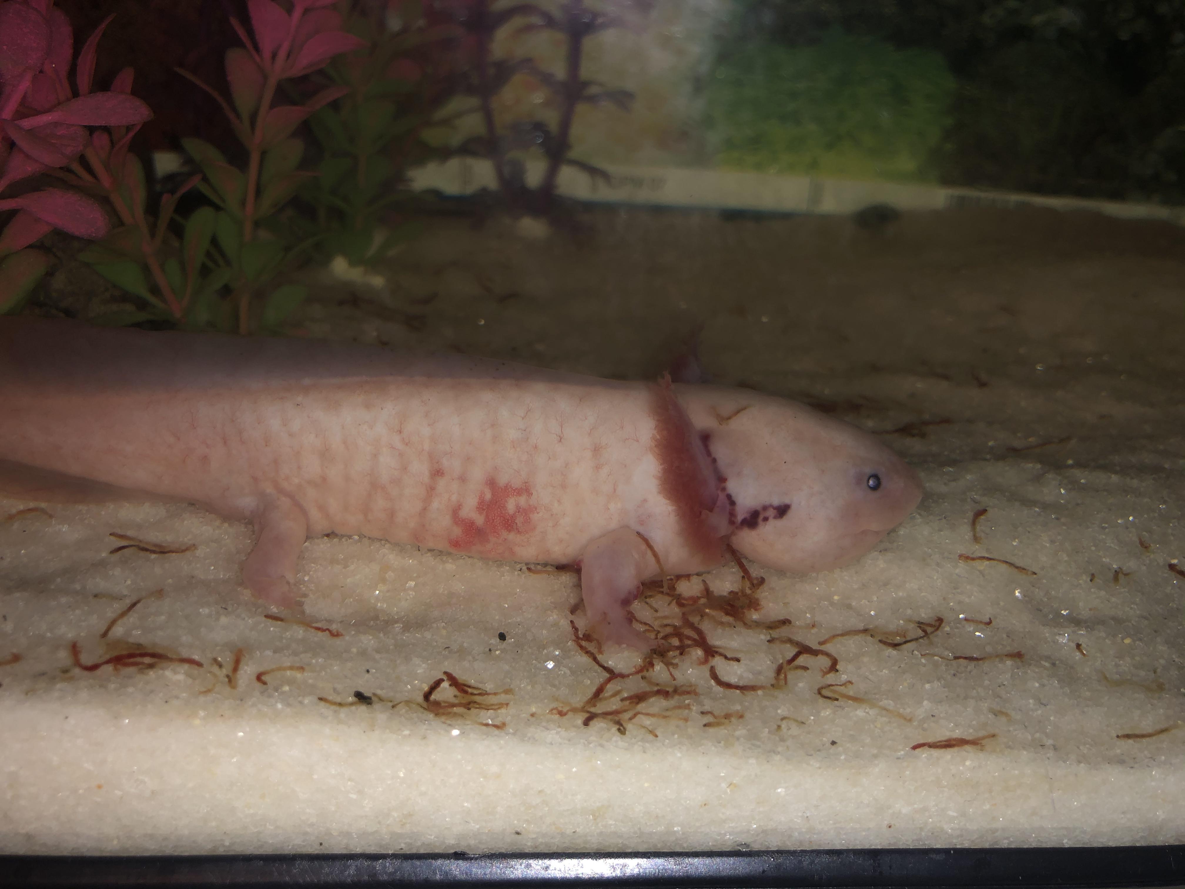Please Somebody Help There Is Something Seriously Wrong W My Axolotl That I Have Never E Across Or Even Noticed He Did Not Have This Huge Spot Yesterday Please Help Me I Ve Axolotls can also lose their gills if their water quality is poor.