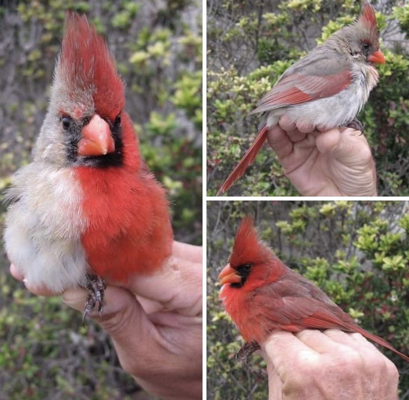 Elephants are among the most recognizable animals in the world. Cardinal With Female Plumage On One Side And Male Plumage On The Other R Natureisfuckinglit