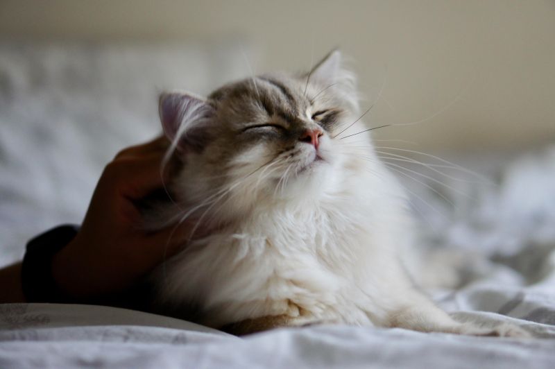 Happy R Eyebleach - Geometric Illustrations - High Quality Retina Collection