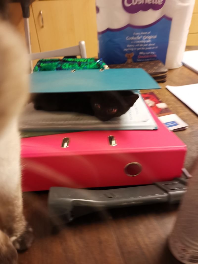 My Other Void R Blackcats - Modern Nature Background - High Resolution