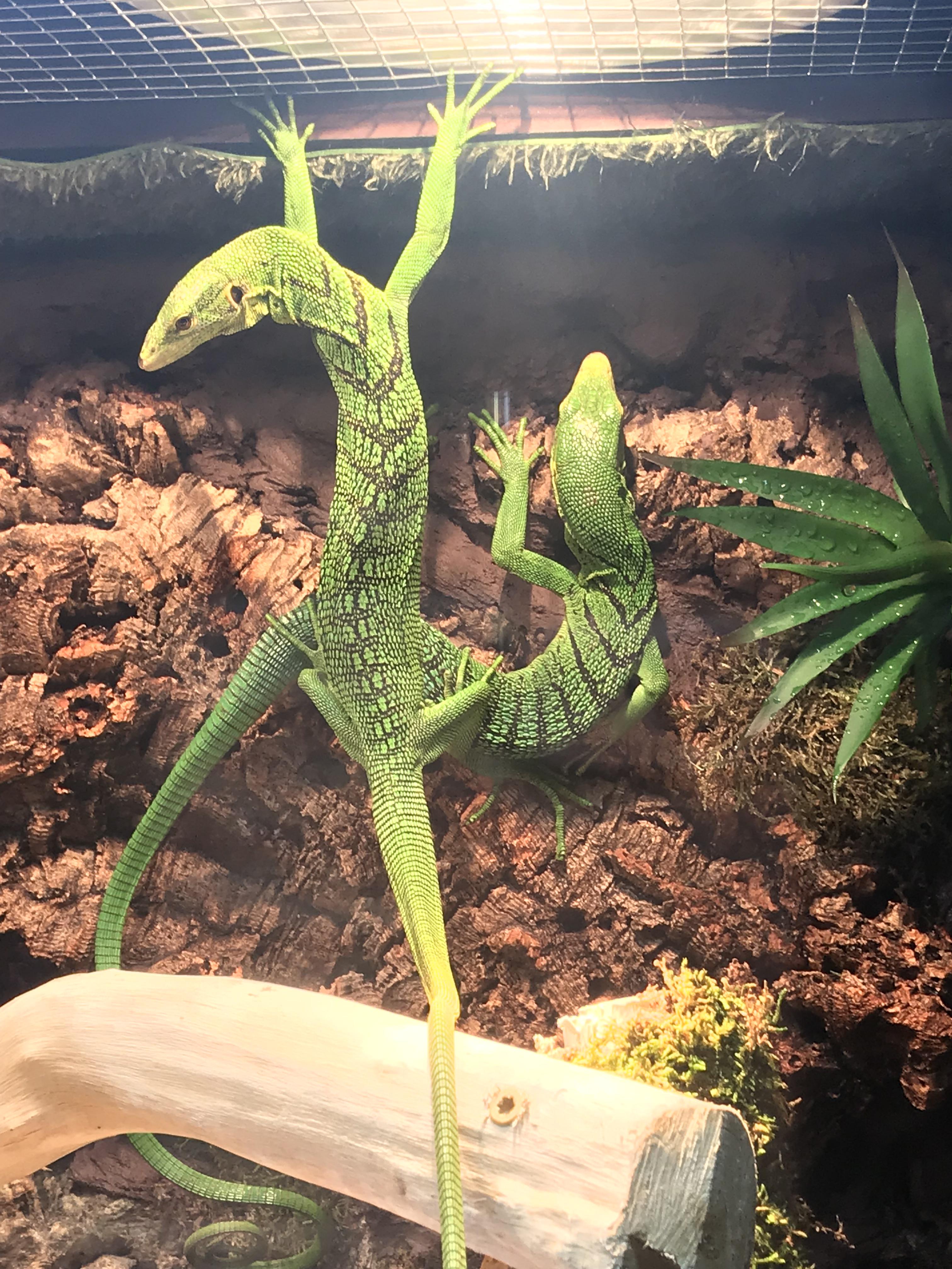 The Emerald Tree Monitor License Download Or Print For 12 40 Photos Picfair