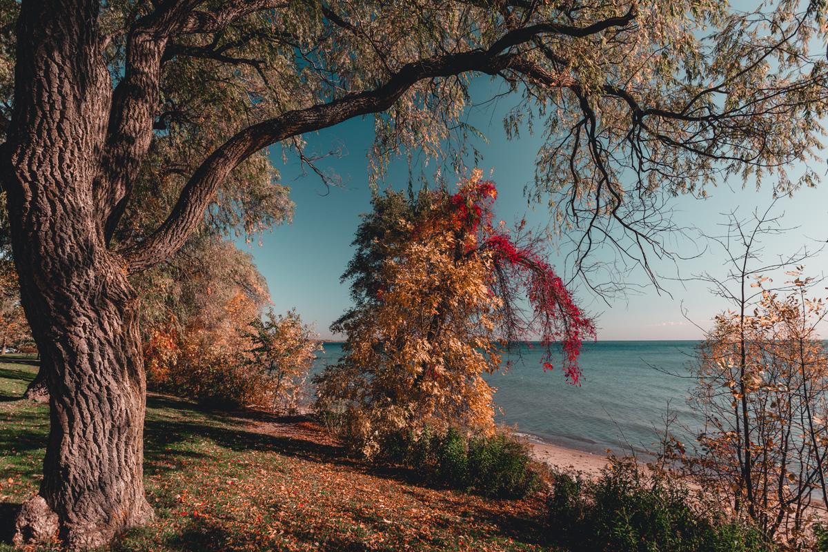 Facilities include parking, picnic areas, washrooms, a leash free zone,&nbsp;. Autumn Tones At Jack Darling Park R Mississauga