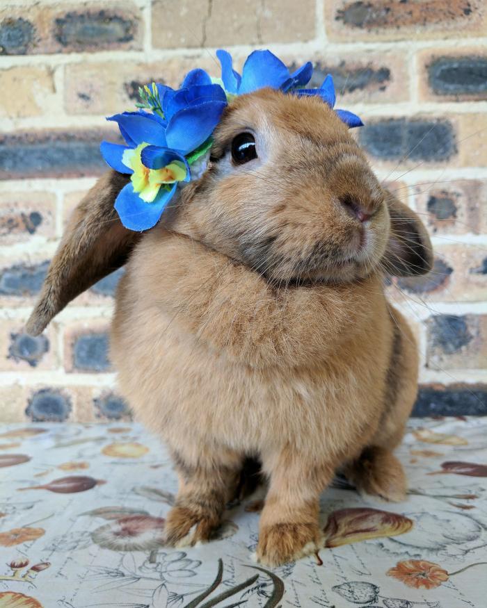 happybunny23