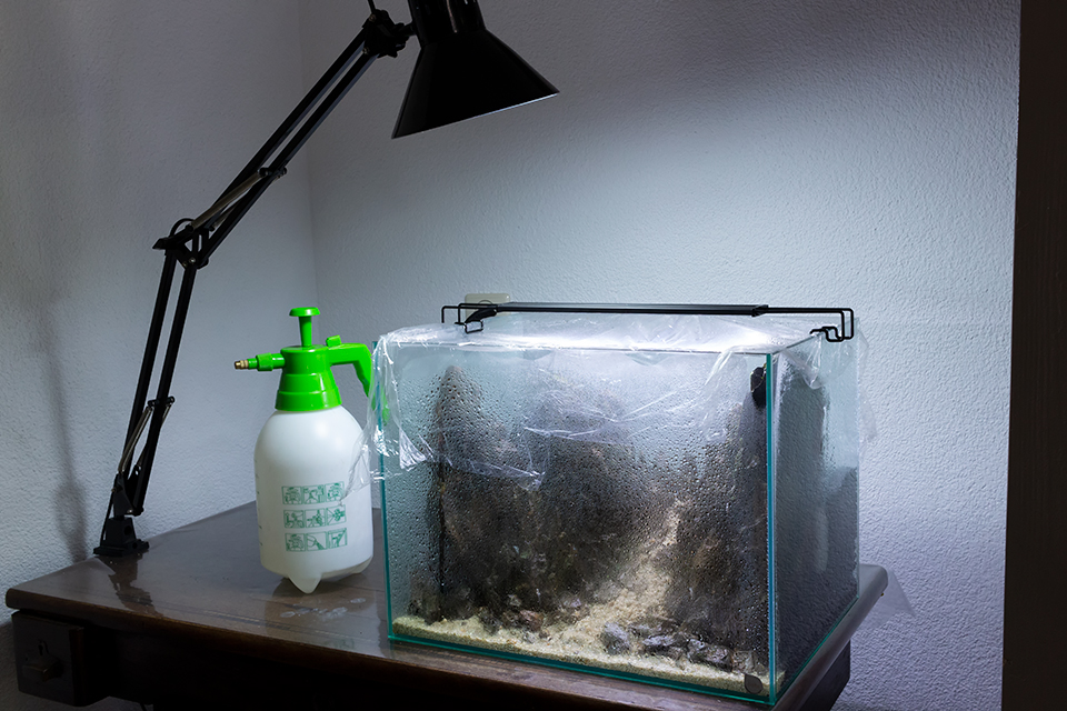 With so many types of carpets to choose from, picking the perfect one can be a tough decision. Fissidens Riccardia Moss Spores From A Blender Let S Nature Do It S Work Nanotank