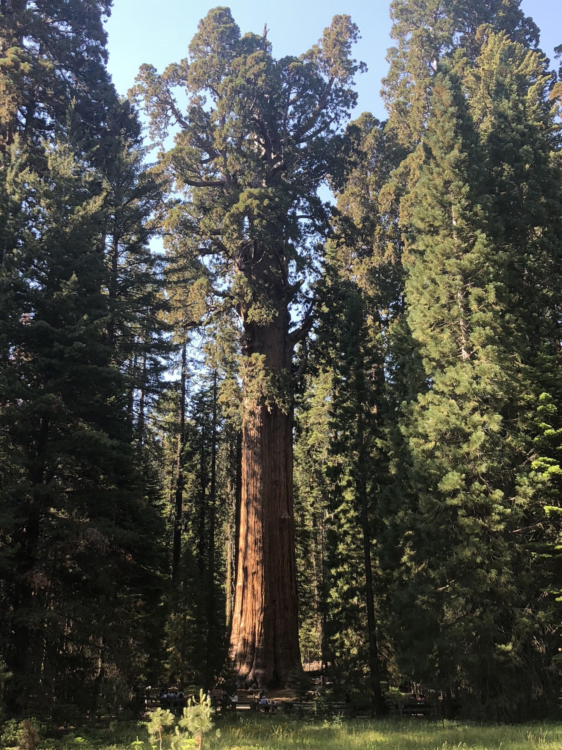General Sherman Tree In Giant Sequoia Forest Largest Tree In The World Genera Affiliate Sequoia Forest Rainforest Trees Sequoia Tree Beautiful Tree