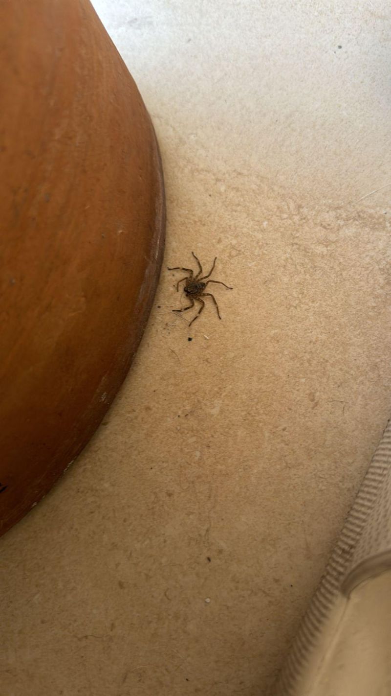 Spider Identification R Spiders - Download Elegant Gradient Photo | 8K