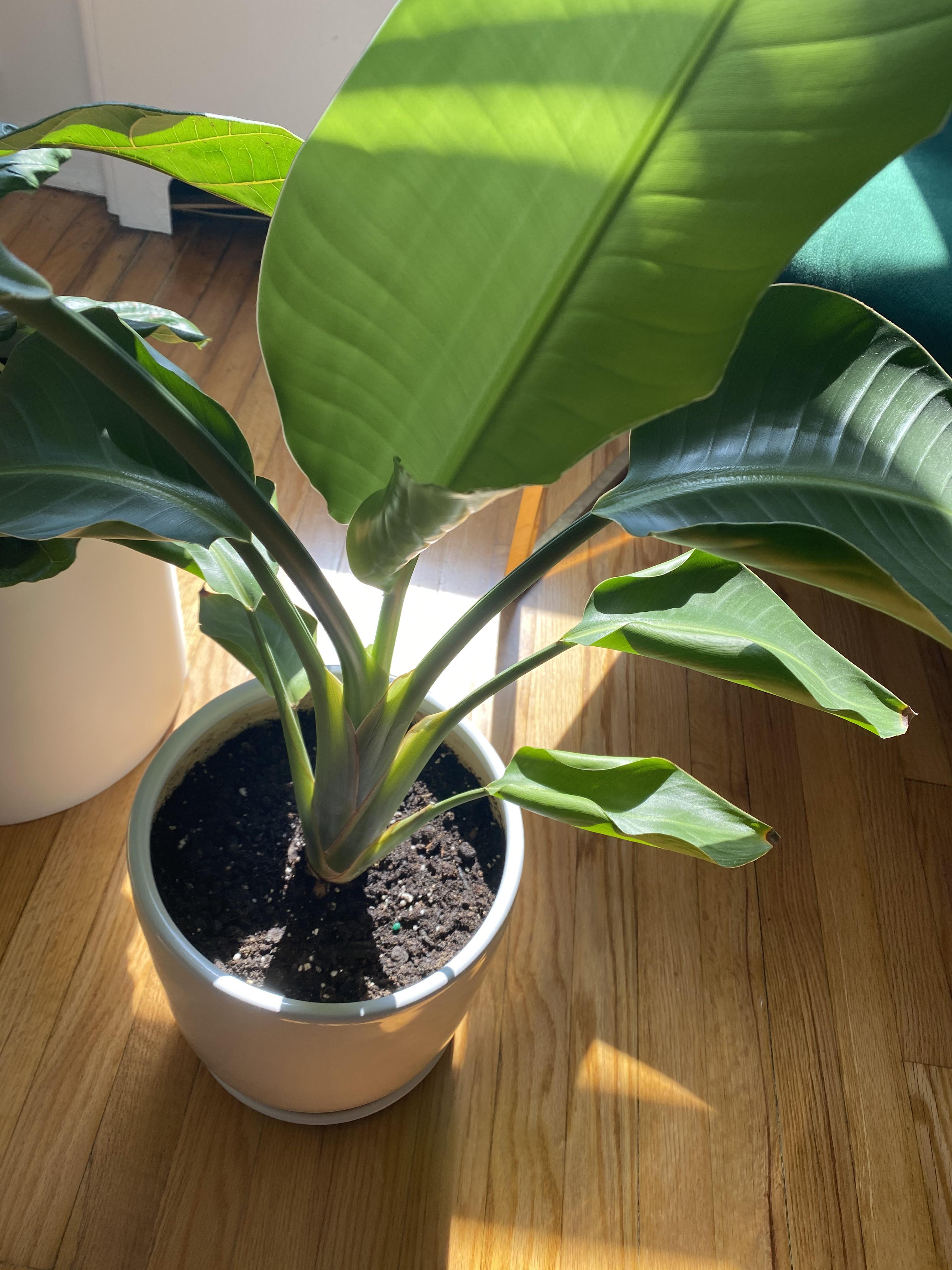 Bird of paradise leaves curling in the sun