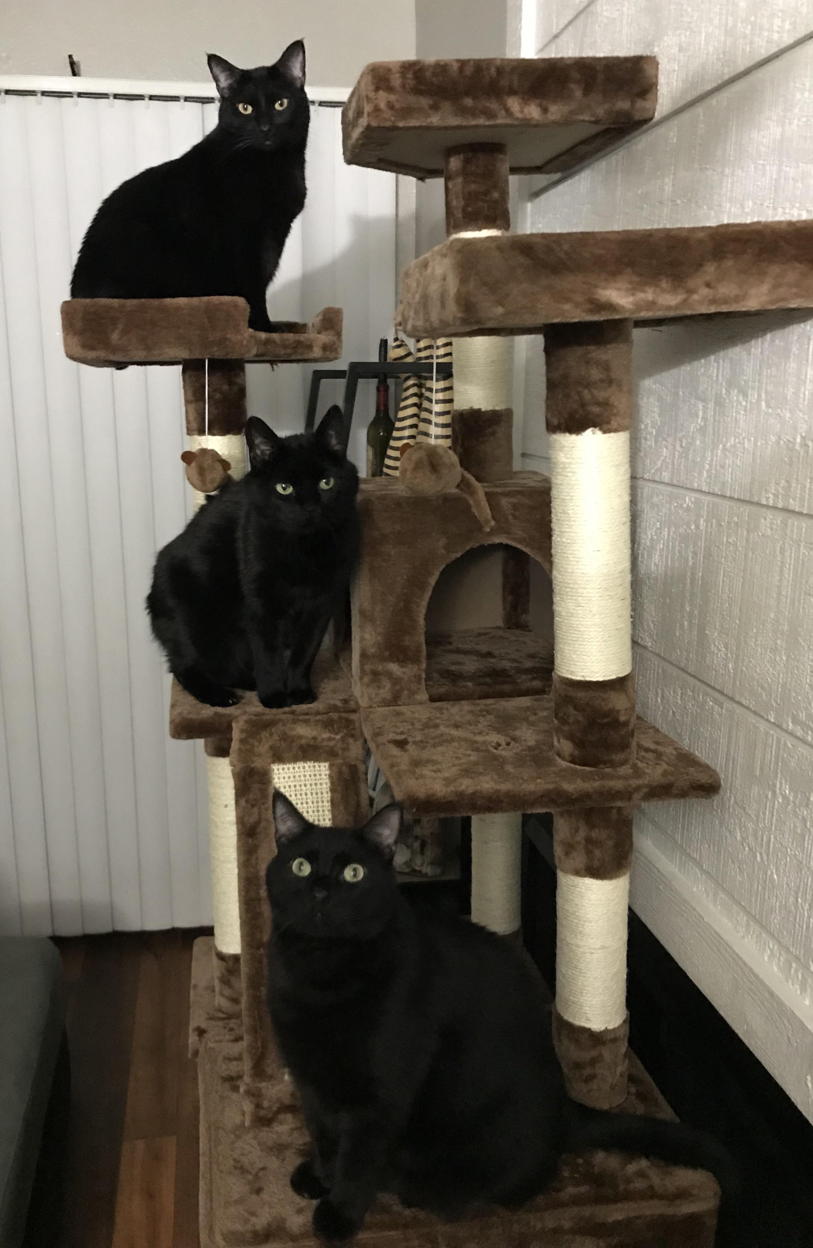 Walmart Large Chewy Cat Tree Condo Amazon Build A Unique Cat Tree Furniture Wholesale Pet Toys Products On Tradees Com