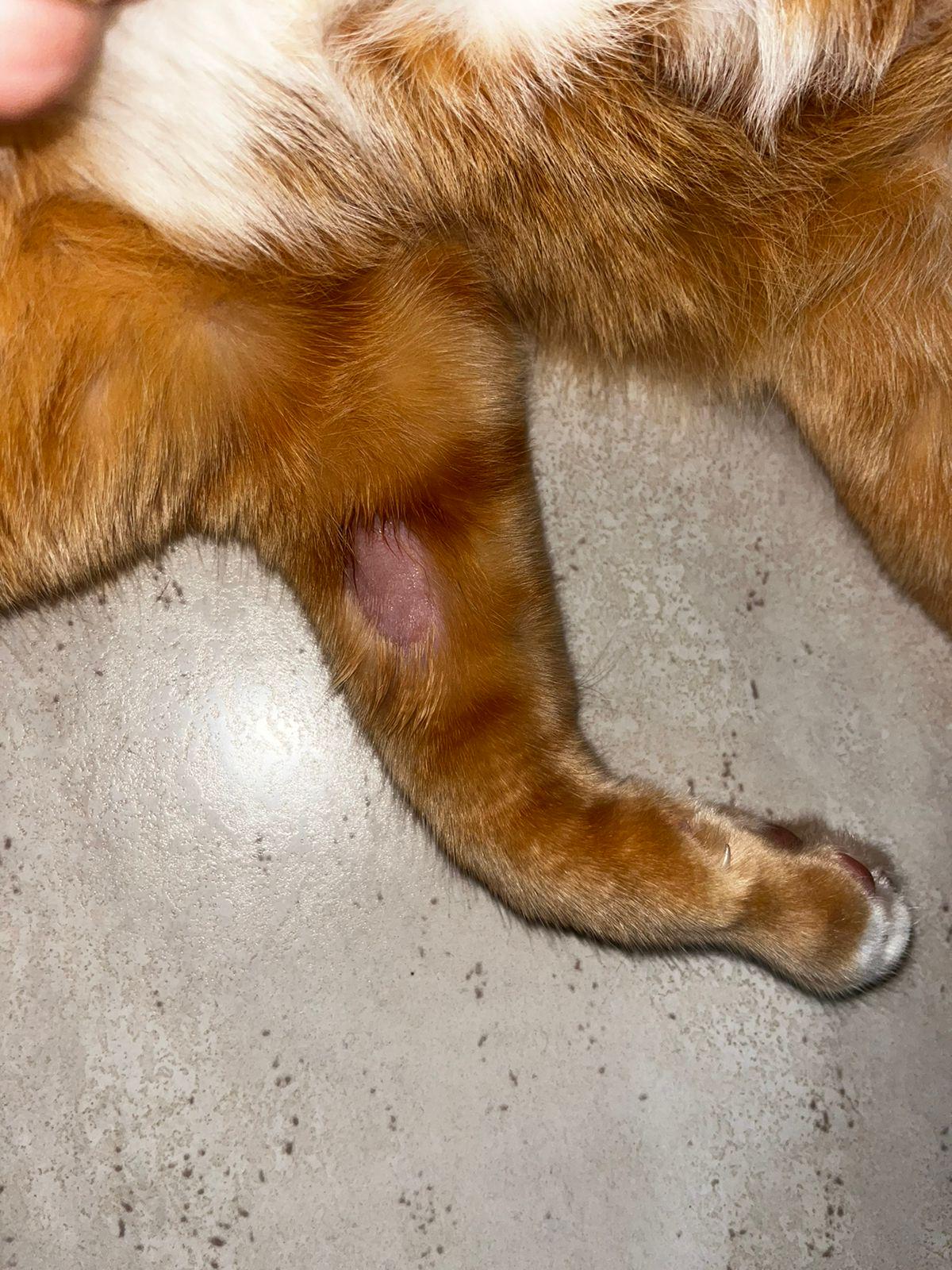 Apareceu esse círculo sem pelos no meu gatinho, e está aumentando de  tamanho. Alguma ideia do que possa ser? : rApoioVet