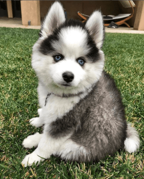 Oreo is such a Cute little Pomsky ??