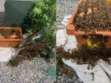 Just Got Back From Collecting This Swarm R Beekeeping