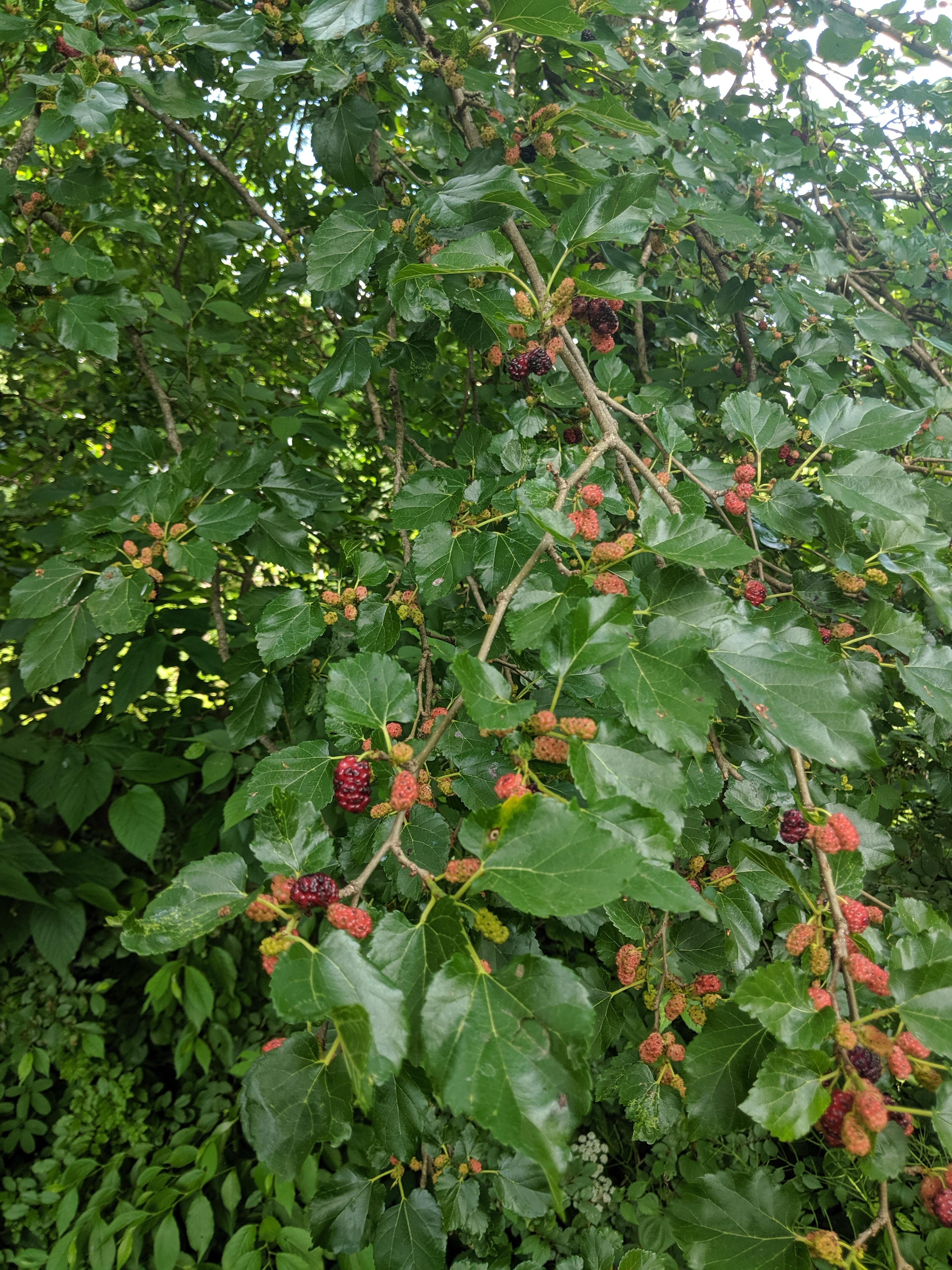 The Trunk Of A Beech Tree In A Wood In Virginia Water England Stock Photo Alamy