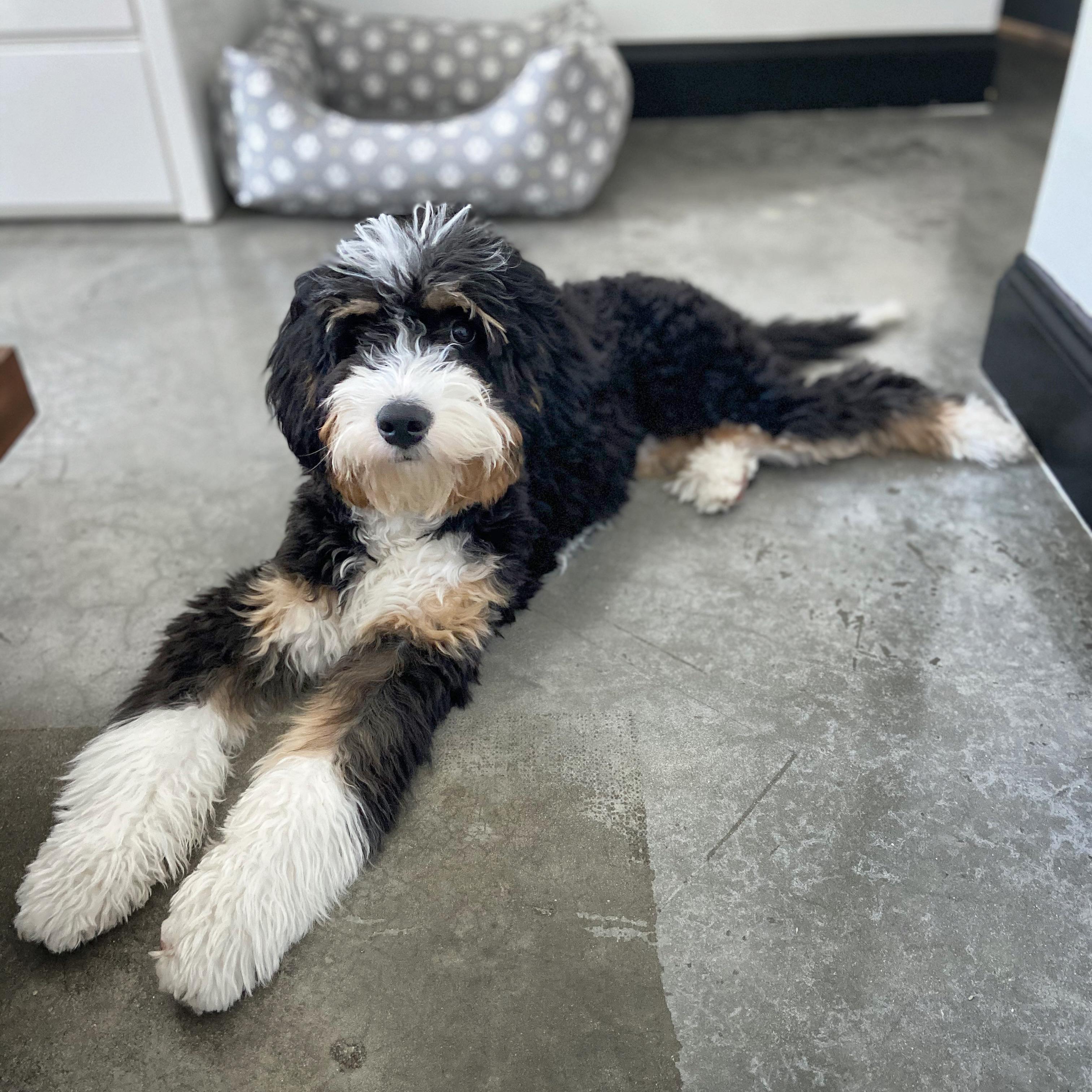 This cutie got a haircut. long on the head and paws and short on the