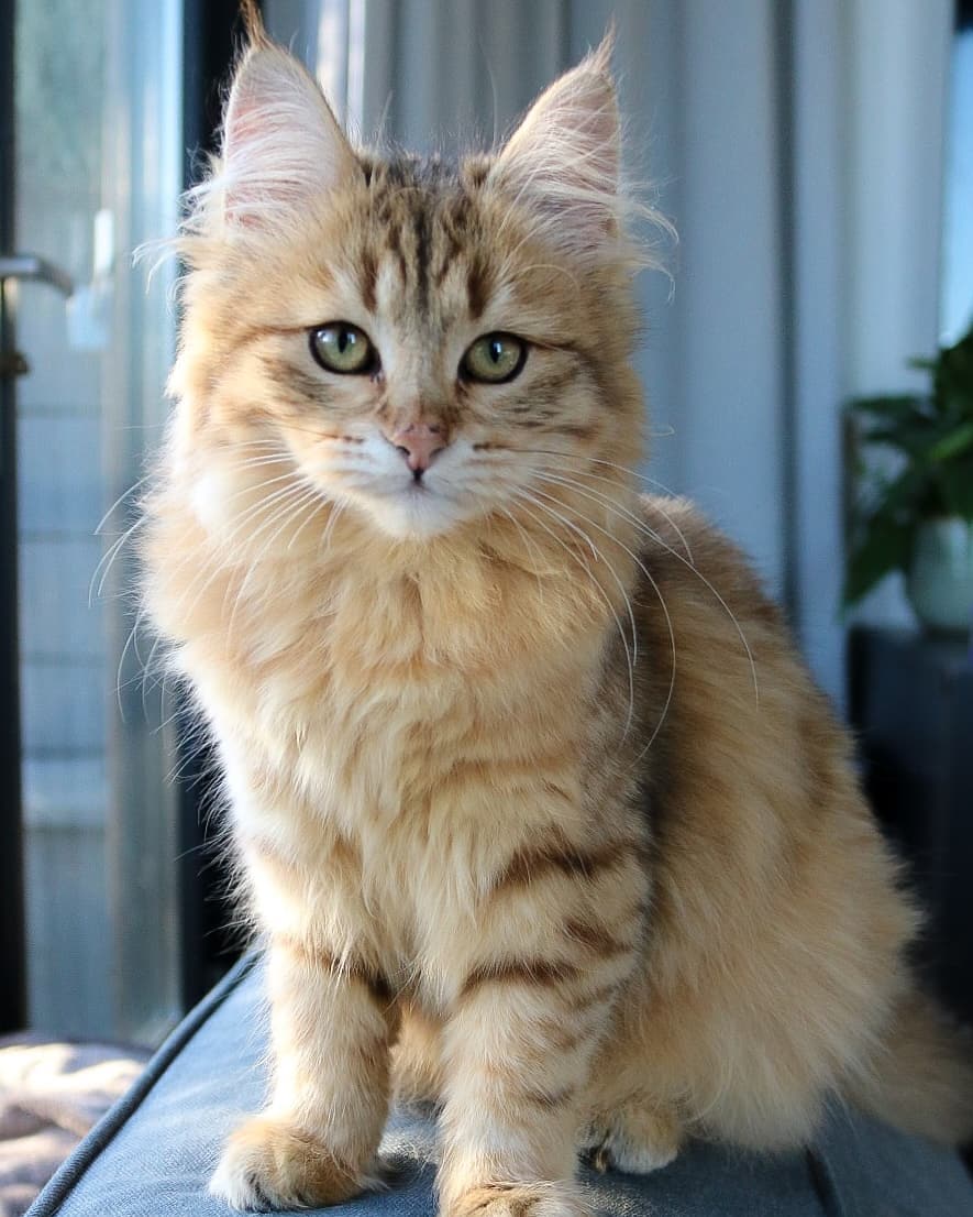 Gorgeous siberian kitten