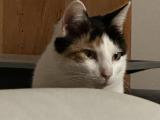 Meow R Catpics