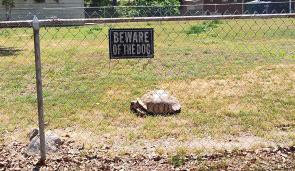 My neighbors have an interesting dog