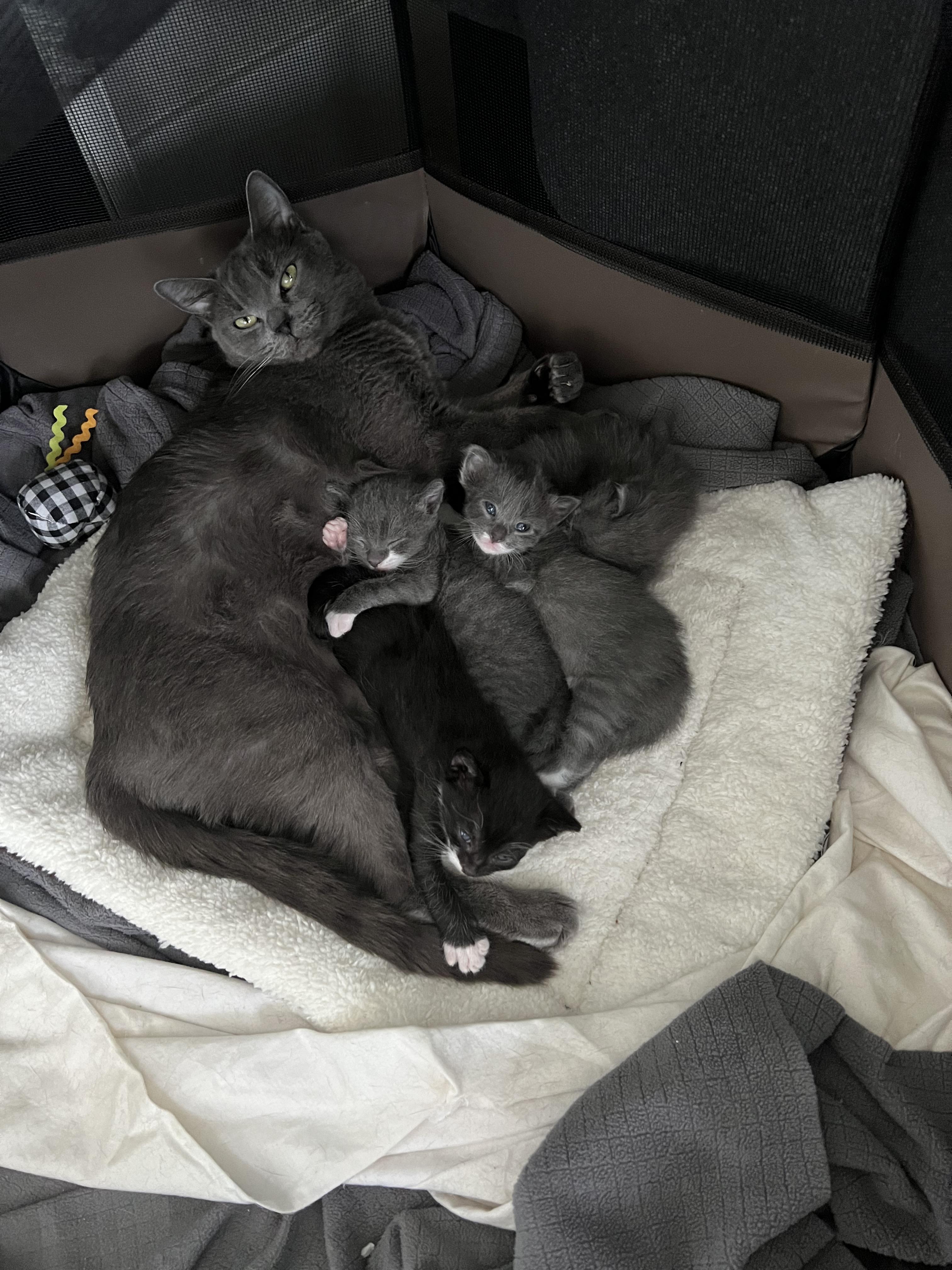 Took in a feral and now Im caring for a litter of Kittens : raww
