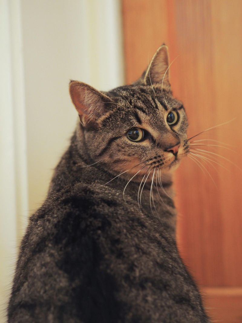 Model R Standardissuecat - Best Geometric Arts in Retina