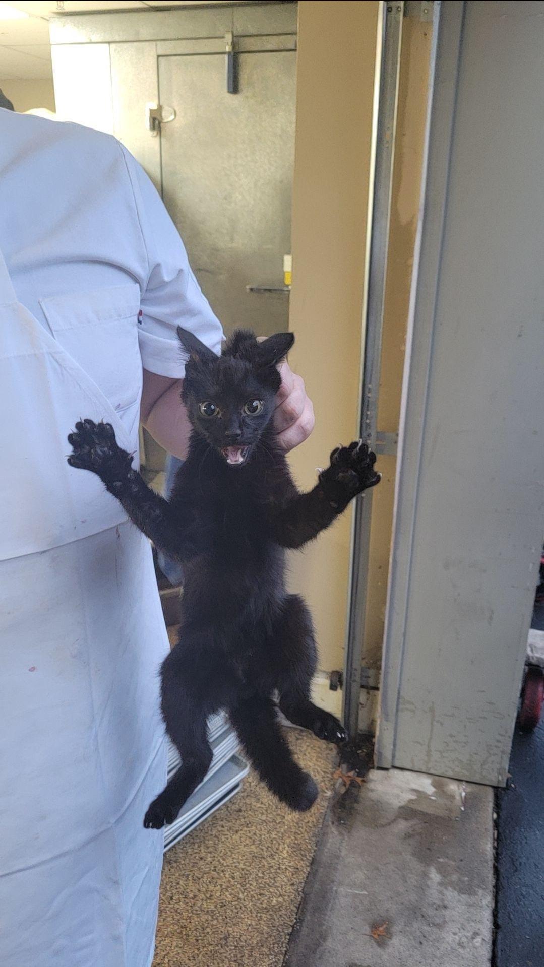 A rule freakzoid : r196