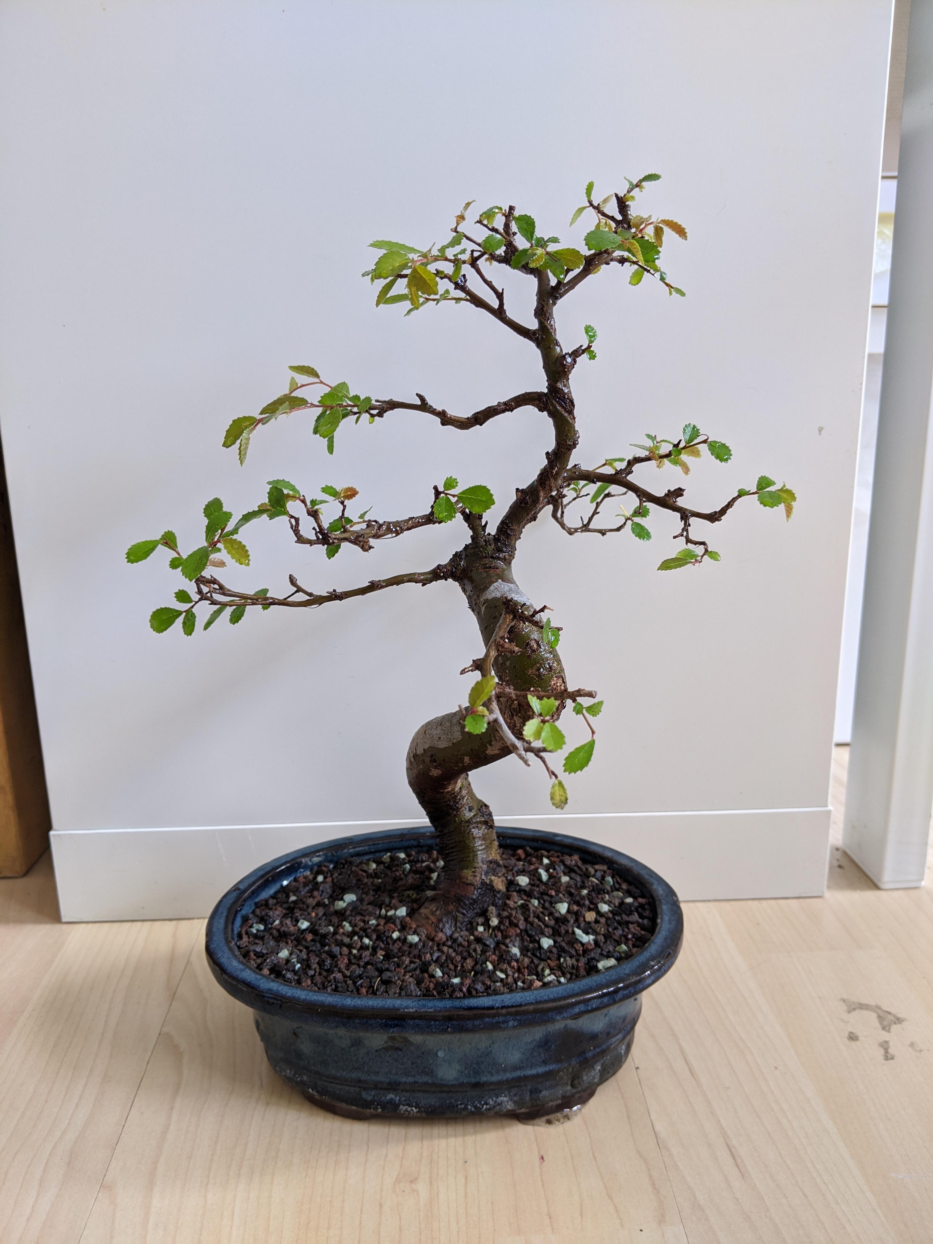 He also talks about soil types for repotting your . My Wet Chinese Elm After Repotting Bonsaicommunity