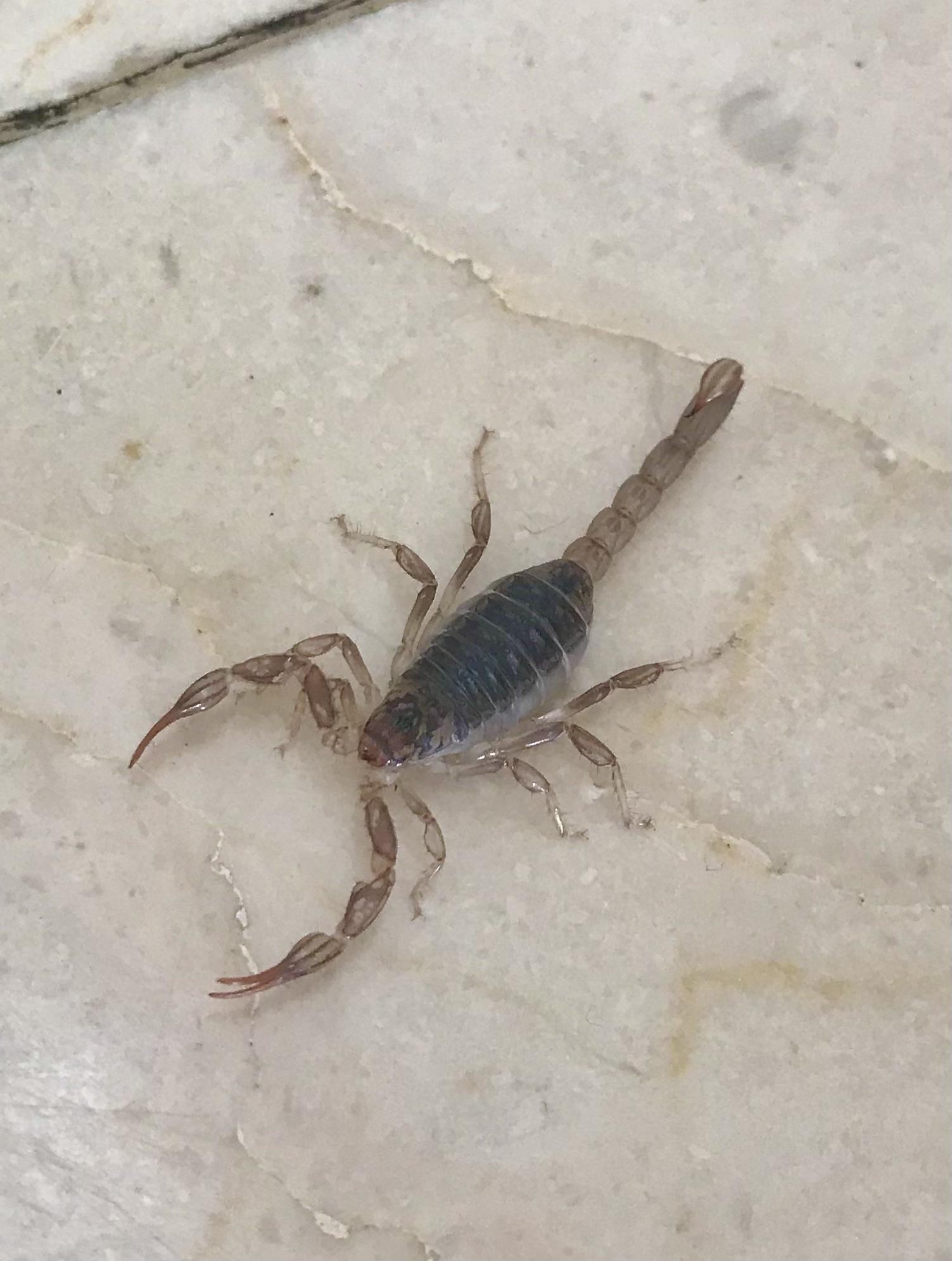 Id this adorable arachnid? southern california. he was scooped up and gently released outside