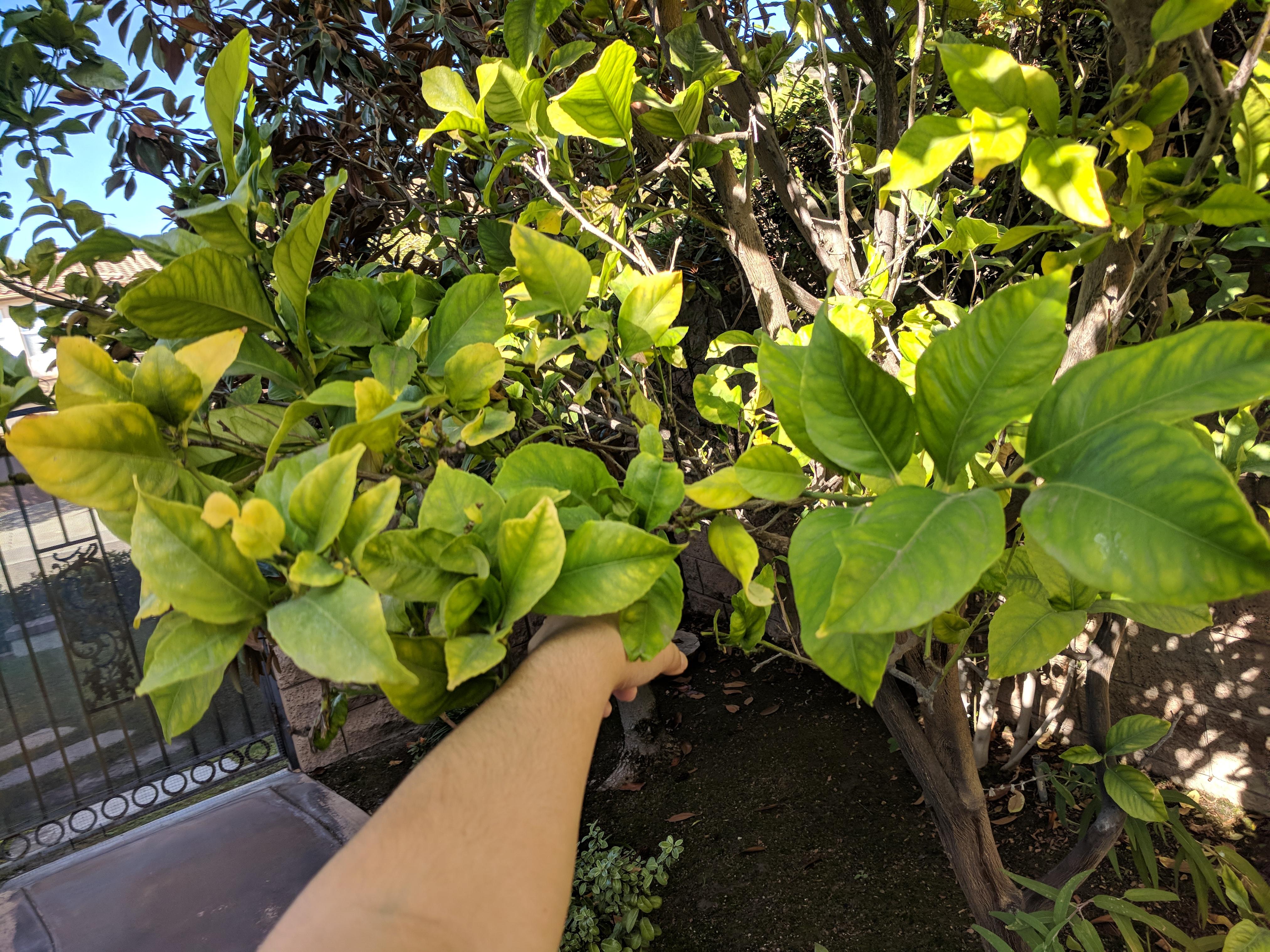 14 Things Nobody Tells You About Indoor Citrus Trees Gardenista