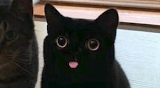 Reddit Eyebleach Love Eyebleach