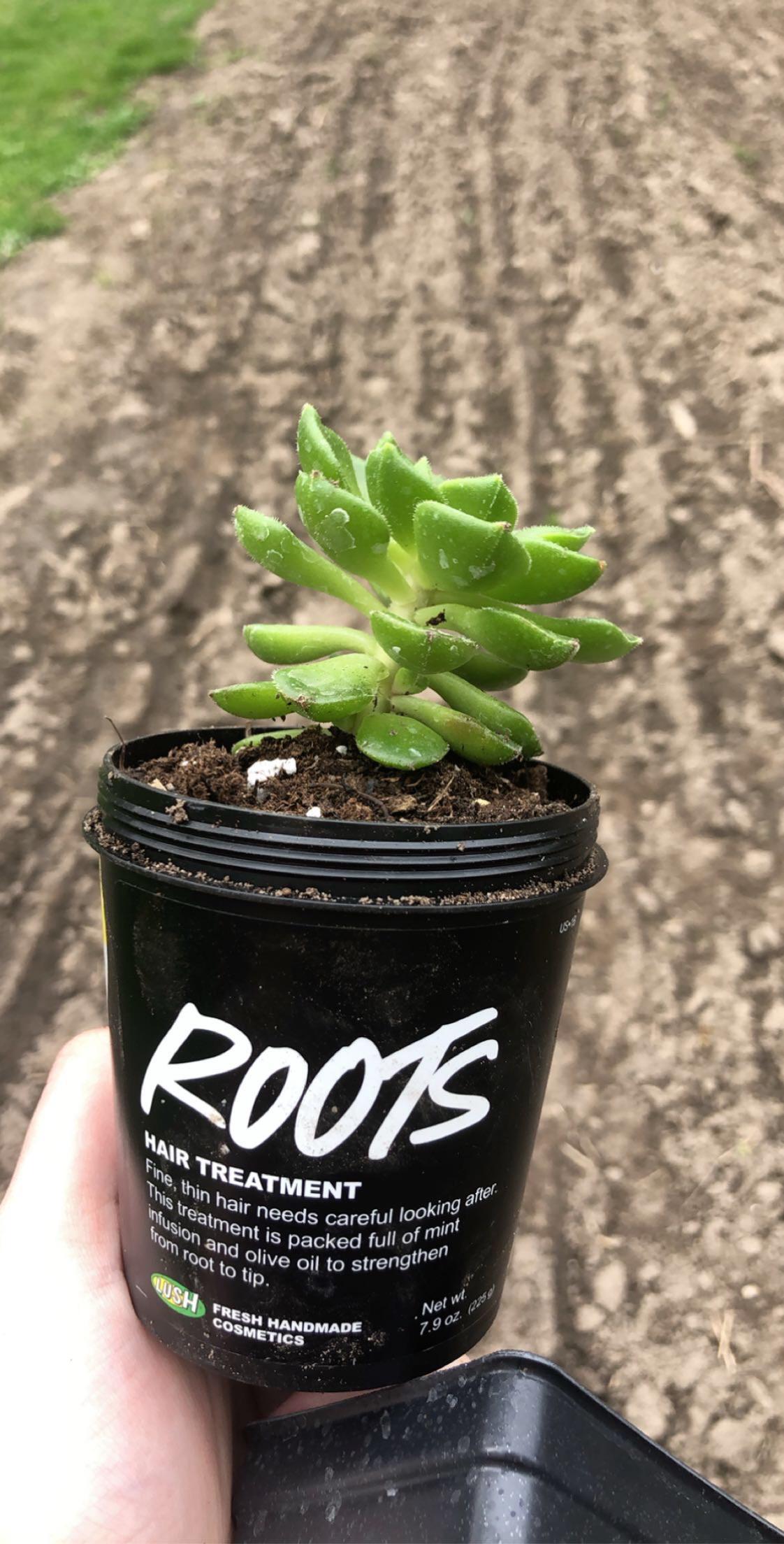 Planters and garden pots in a variety of shapes, sizes and colors that are a chic and modern way to display your floral arrangement and plant collection. Turned A Lush Pot Into A Succulent Planter Today R Lushcosmetics