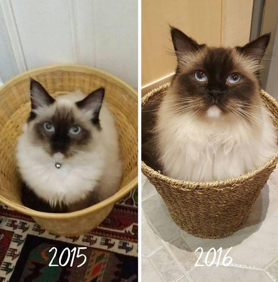 From Kitten To Cat Cats