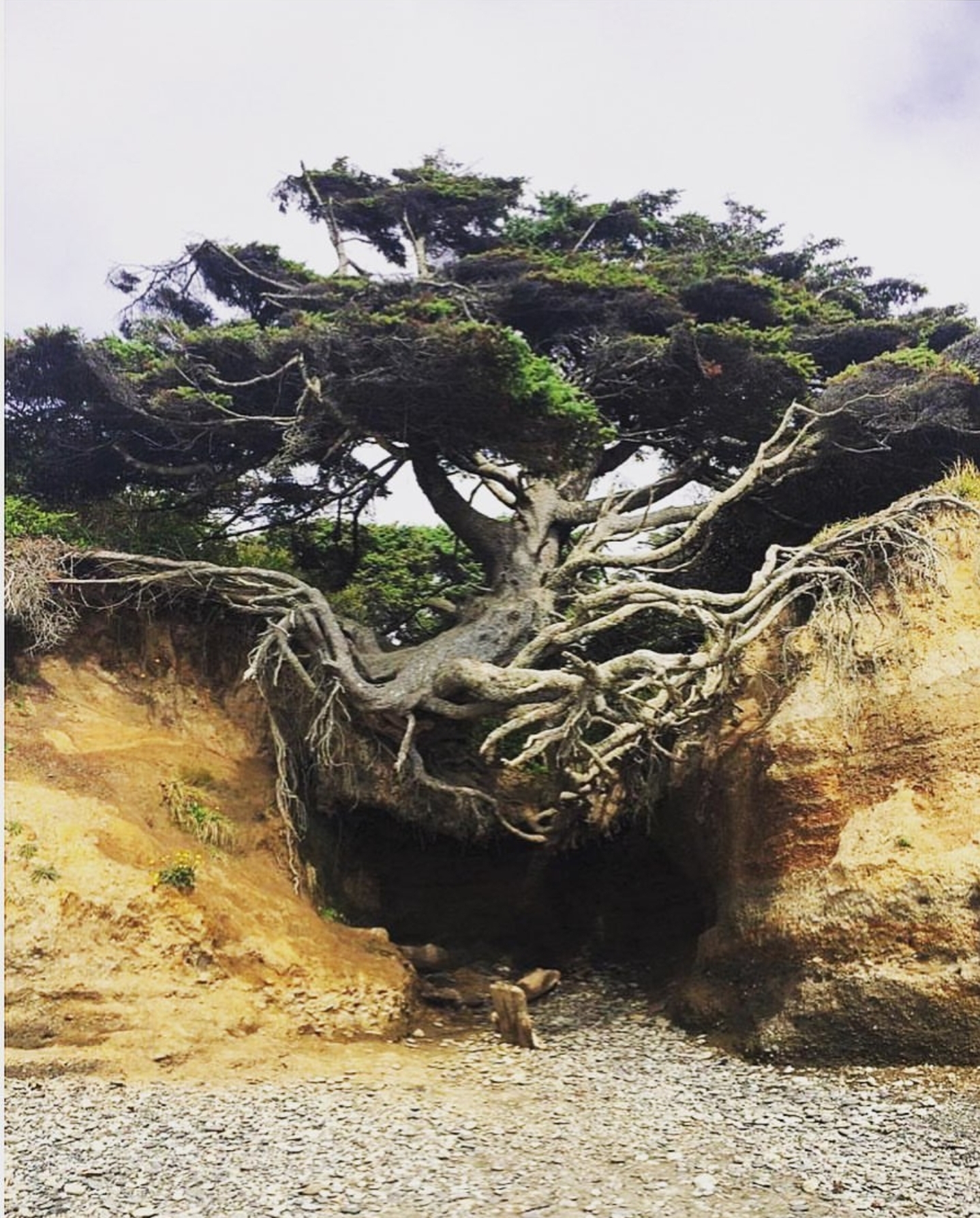 Kalaloch Tree Of Life G E Condit Photography