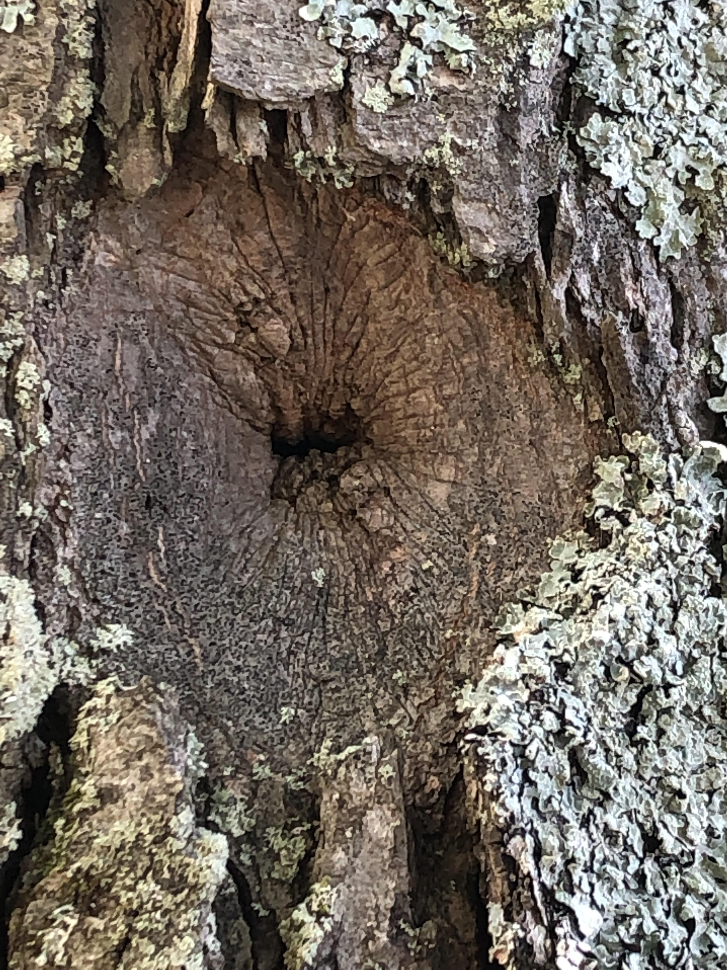 Black Knot Elite Tree Care