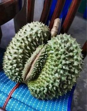 Blursed durian