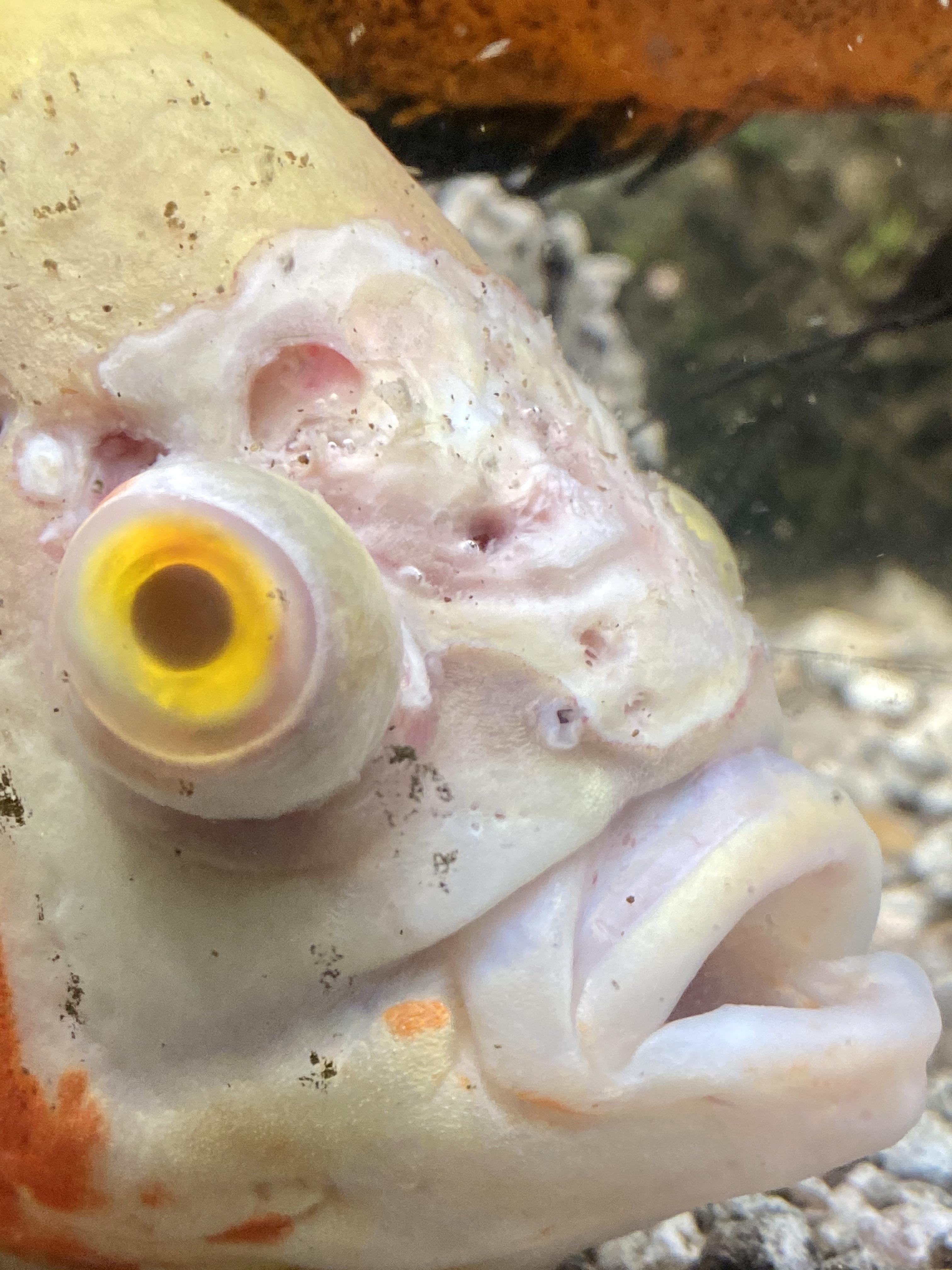 Pop Eye In Fish Definition Causes Symptoms Treatment If you have Graves disease your body makes too.
