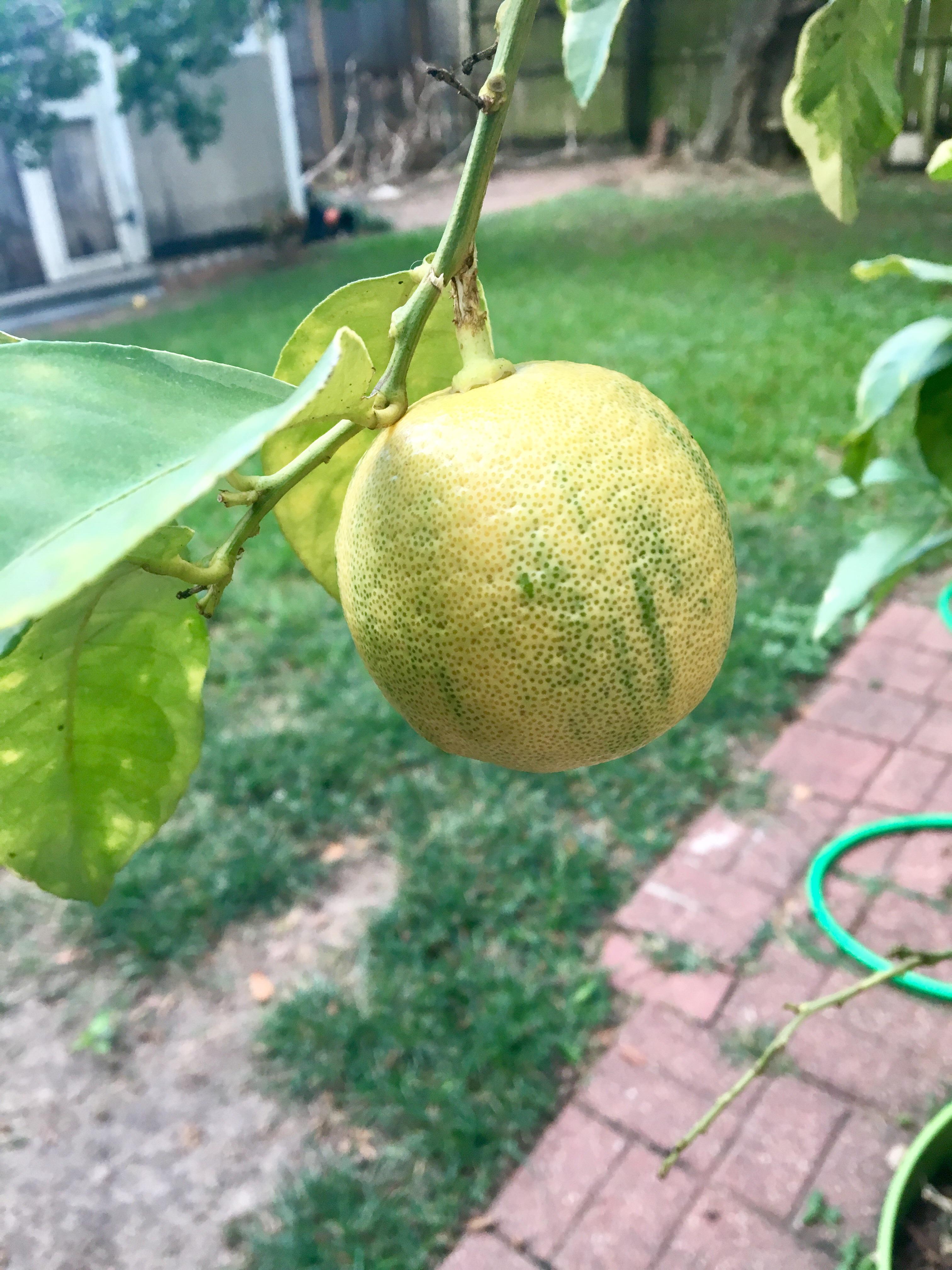 Variegated Pink Lemon Wikipedia