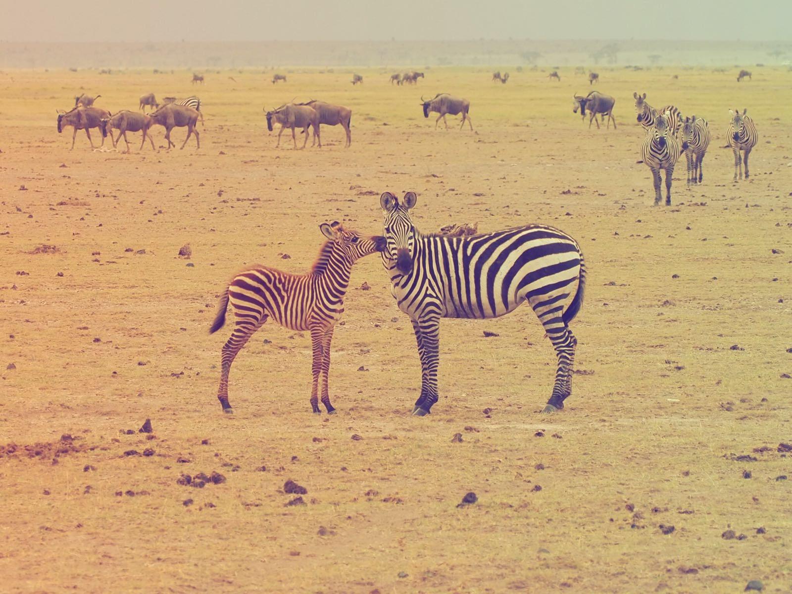 Zebra Baby Kissing Mummy In Amboseli Africa Travel